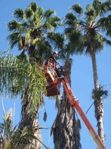 San Clemente Tree Service