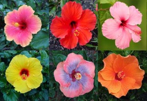 chinese_hibiscus